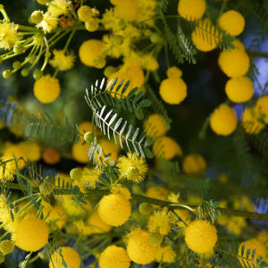 Mimosa Flower